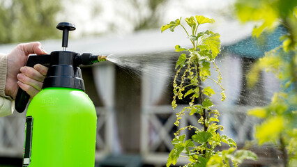Spraying shrubs against insects and diseases in the garden
