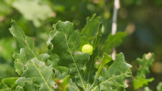 Oak Apple Gal. Spherical Outgrowth On Oak Leaves. Oak Apples Of Gall Wasp On A Young Oak Tree During A Sunny Summers Day.