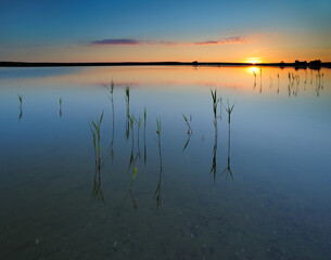 Blades of Reed in a calm Lake at sunset