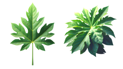 Natural papaya leaves isolated on transparent background, png file, herbal concept graphic art