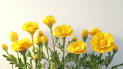 Three yellow flowers with green stems arranged on a white background.