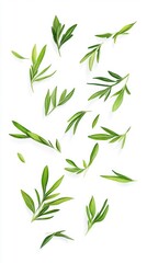 Fototapeta premium Olive Leaves on White Background Generative AI