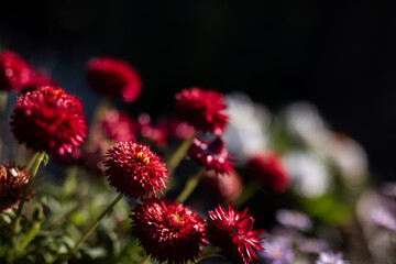 soft gentle flowers field glate sun bloom spring nature 