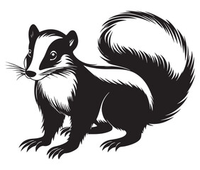 Black and white squirrel, Illustration of squirrel, Skunk vector