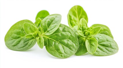 Fototapeta premium Fresh Oregano Leaves on White Background Generative AI