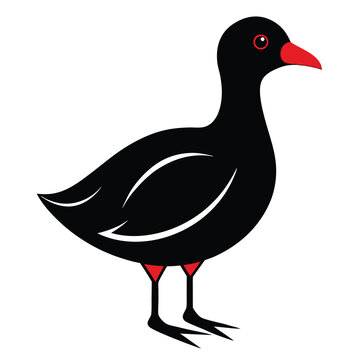 recommend clip art: Solid color Moorhen animal vector design
