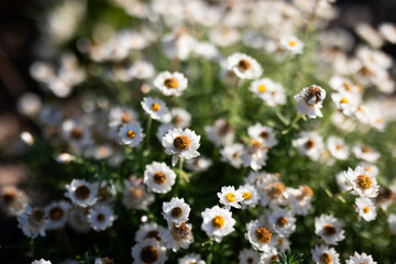 soft gentle flowers field glate sun bloom spring nature 