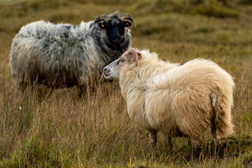 Fototapeta premium Icelandic sheep in autumn, before winter stabling, Iceland