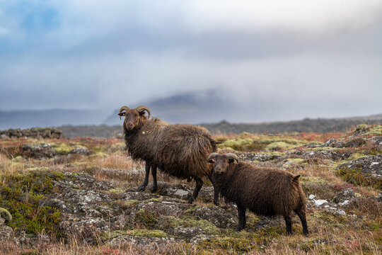 Icelandic sheep in autumn, before winter stabling, Iceland