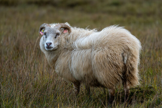 Icelandic sheep in autumn, before winter stabling, Iceland