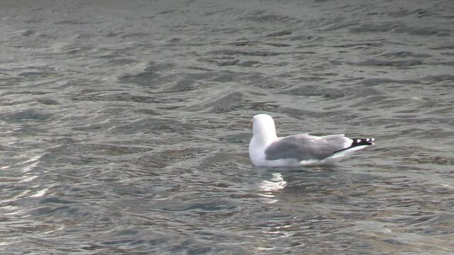 mouette, en gros plan, sur l'eau