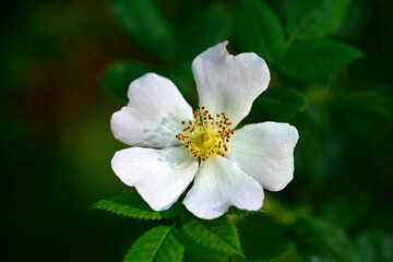 Hundsrose // Dog rose  (Rosa canina) - Bulgarien