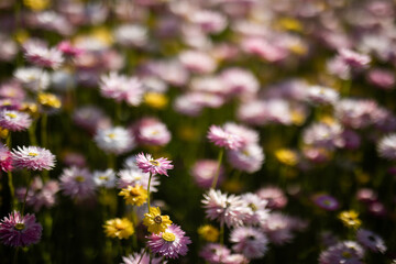 soft gentle flowers field glate sun bloom spring nature 