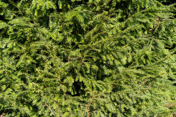 European yew (Taxus baccata)  as a background. Сommon yew, english yew. Green branches. Space for text.