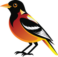 American robin, Shirke Bird colorful vector