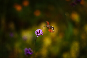 Hawkmoth drinks nectar from a flower.