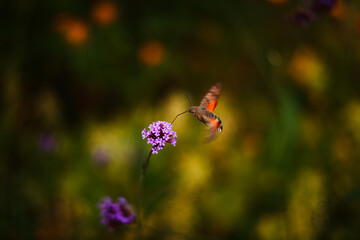 Hawkmoth drinks nectar from a flower.