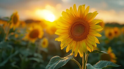 Fototapeta premium Blooming sunflower brightly lit by the morning sun. Close-up. Sunflower field 