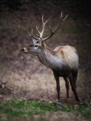 Close-Up Of A Deer