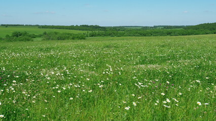 Chamomile And Clover Field. Flowers Are Swaying In Wind. Meadow With Blooming Chamomile And Clover At Sunset. Flora And Biology Concept. Advertising Background.