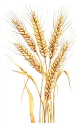 Fototapeta premium Harvested Wheat