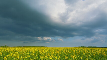 Rapeseed Field With Yellow Flowers. Rapeseed Is Used To Produce Colza Oil. Flowering Blooming Oilseed Field. Blooming Canola Flowers.
