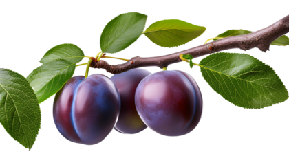 Pflaume Zwetschgen Ast Isoliert ohne Hintergrund 