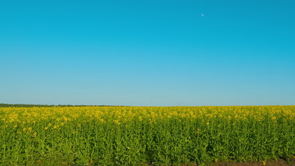 Organic Rapeseed Field In Full Blow And Yellow Blossoms Blooming In Spring. Blooming Rapeseed Field...