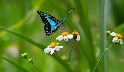 defocus on the beautiful Graphium doson butterfly