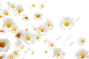 White daisy flowers scattered on transparent background