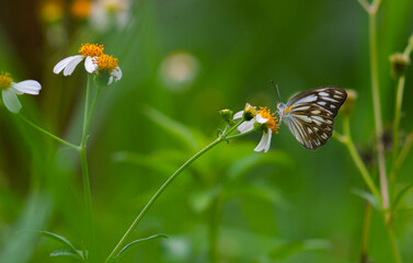 close up of a white chocolate butterfly on a blooming flower.