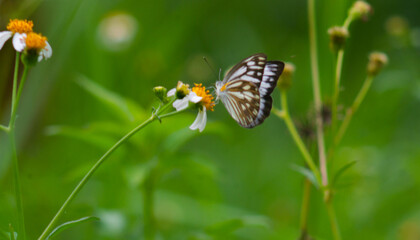 close up of a white chocolate butterfly on a blooming flower.