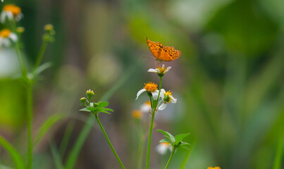 a phalantha phalantha butterfly perched on a blooming flower