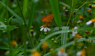 close up of a butterfly on a blooming flower.
