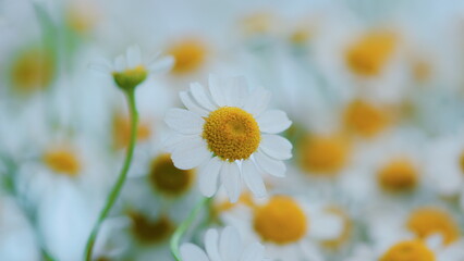 Concept Of Fidelity. Surface Of Green Grass With Daisies. Lot Of White Yellow Daisies.