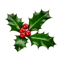 smooth and spiky green holly leaves with red berries for Christmas decoration on isolate transparent background 