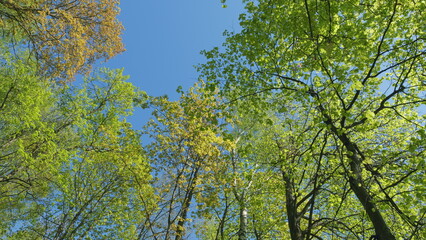 Fototapeta premium Beautiful Colorful Spring Season. Young Green Foliage In Park. Fresh Green Tree With Beautiful Sunlight. Green Wood.