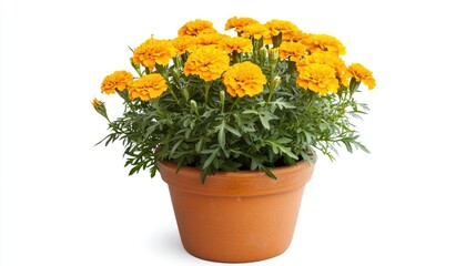 Yellow marigold flowerpot with Tagetes variety isolated on a white background