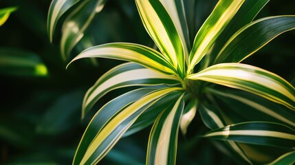 Image of Dracaena Leaf Lit by Natural Light