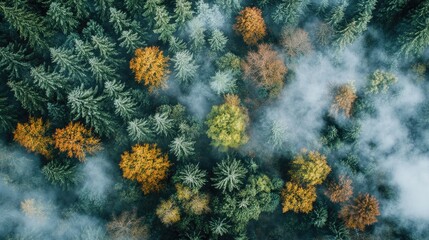 Aerial photo of a misty forest landscape with vertical orientation perfect for social media platforms