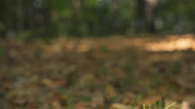 A fluffy squirrel checks a hazelnut in a sunny autumn forest and jumps to bury it 
