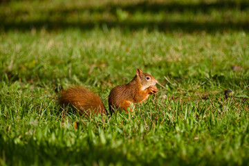 Eurasian red squirrel with the walnut in the mouth sitting on the green grass on a sunny autumn day close-up