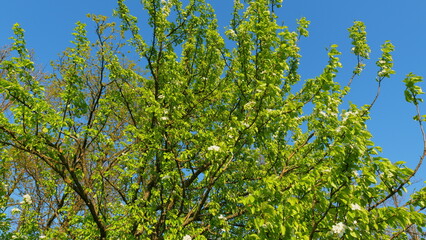 Fototapeta premium White Pear Blossom Blooming In A Garden. Pear Tree In Spring Season. Beautiful Branch On Spring Day. Blossom Pear White Flower Tree On Nature Background.