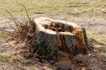 An old tree stump featuring a noticeable hole right in the middle