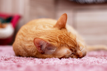 A cute orange cat is peacefully sleeping on a soft pink carpet
