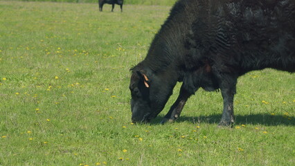 Fototapeta premium Cows Grazing On A Field In Summer. Herd Of Black Angus Cows Grazing. Open Farm With Cattle On Field In Countryside Farm.