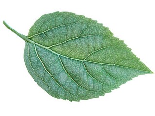 Obraz premium Close-up of a Green Leaf Isolated On White