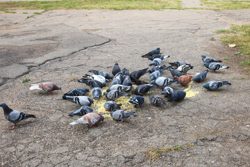 Pigeons Actively Feeding on the Pavement in a Vibrant Urban Setting Surrounded by Life