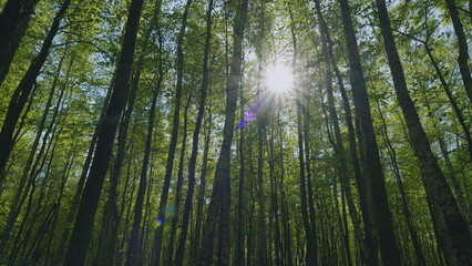 Tree Against Background Blue Sky. Beautiful Tree With Summer Green Life Foliage. Green Leaves Slowly Blow In Gentle Summer Breeze With Clear Blue Sky.