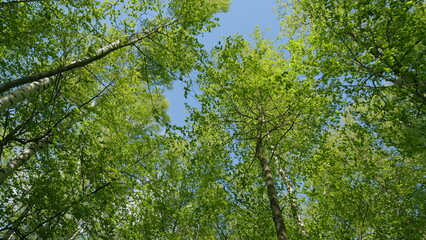 Fototapeta premium Good Weather. Amazing Trees In A Forest. Wide Angle Bottom View Of Trunks And Branches With Fresh Green Foliage.
